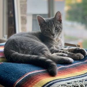 Meet your Posher, Shannon